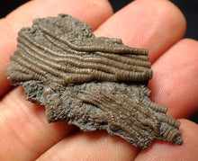 Load image into Gallery viewer, Small detailed crinoid head fossil (44 mm) Pentacrinites
