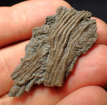 Load image into Gallery viewer, Small detailed crinoid head fossil (44 mm) Pentacrinites
