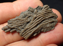 Load image into Gallery viewer, Small detailed crinoid head fossil (44 mm) Pentacrinites
