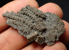 Load image into Gallery viewer, Small detailed crinoid head fossil (44 mm) Pentacrinites
