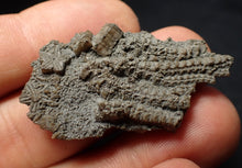 Load image into Gallery viewer, Small detailed crinoid head fossil (44 mm) Pentacrinites
