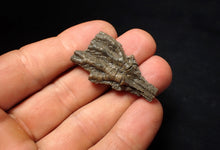 Load image into Gallery viewer, Small detailed 3D crinoid head fossil (40 mm) Pentacrinites
