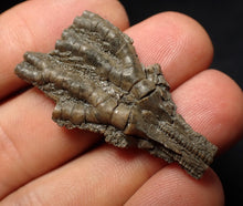 Load image into Gallery viewer, Small detailed 3D crinoid head fossil (40 mm) Pentacrinites
