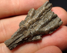 Load image into Gallery viewer, Small detailed 3D crinoid head fossil (40 mm) Pentacrinites
