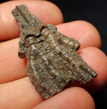Load image into Gallery viewer, Small detailed 3D crinoid head fossil (40 mm) Pentacrinites
