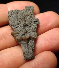 Load image into Gallery viewer, Small detailed 3D crinoid head fossil (40 mm) Pentacrinites
