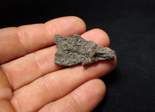 Load image into Gallery viewer, Small detailed 3D crinoid head fossil (40 mm) Pentacrinites

