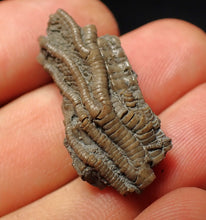 Load image into Gallery viewer, Small detailed 3D crinoid head fossil (30 mm) Pentacrinites

