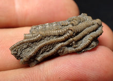 Load image into Gallery viewer, Small detailed 3D crinoid head fossil (30 mm) Pentacrinites
