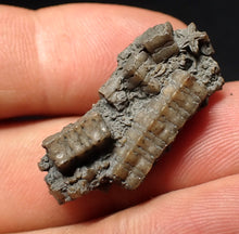 Load image into Gallery viewer, Small detailed 3D crinoid head fossil (30 mm) Pentacrinites
