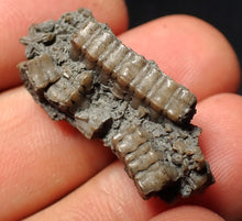 Load image into Gallery viewer, Small detailed 3D crinoid head fossil (30 mm) Pentacrinites
