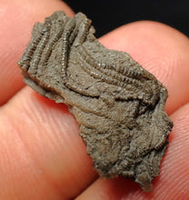 Load image into Gallery viewer, Small detailed crinoid head fossil (26 mm) Pentacrinites
