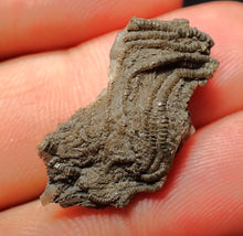 Load image into Gallery viewer, Small detailed crinoid head fossil (26 mm) Pentacrinites
