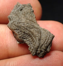 Load image into Gallery viewer, Small detailed crinoid head fossil (26 mm) Pentacrinites
