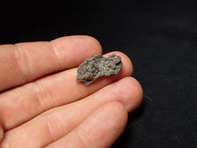 Load image into Gallery viewer, Small detailed crinoid head fossil (26 mm) Pentacrinites
