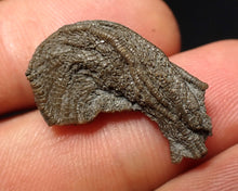 Load image into Gallery viewer, Small detailed crinoid head fossil (26 mm) Pentacrinites
