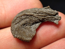 Load image into Gallery viewer, Small detailed crinoid head fossil (26 mm) Pentacrinites
