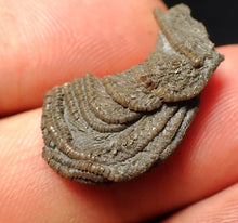 Load image into Gallery viewer, Small detailed crinoid head fossil (26 mm) Pentacrinites
