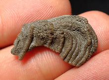 Load image into Gallery viewer, Small detailed crinoid head fossil (26 mm) Pentacrinites
