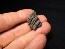 Load image into Gallery viewer, Small detailed 3D crinoid stems fossil (27 mm) Pentacrinites
