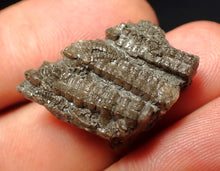 Load image into Gallery viewer, Small detailed 3D crinoid stems fossil (27 mm) Pentacrinites
