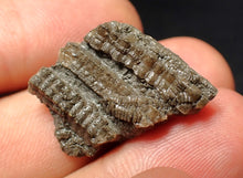 Load image into Gallery viewer, Small detailed 3D crinoid stems fossil (27 mm) Pentacrinites
