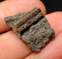 Load image into Gallery viewer, Small detailed 3D crinoid stems fossil (27 mm) Pentacrinites
