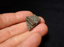 Load image into Gallery viewer, Small detailed 3D crinoid stems fossil (27 mm) Pentacrinites
