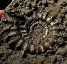 Load image into Gallery viewer, Large pyrite Eoderoceras ammonite 105 mm
