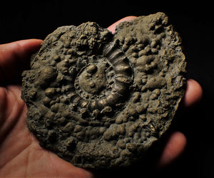Large pyrite Eoderoceras ammonite 105 mm