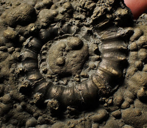 Large pyrite Eoderoceras ammonite 105 mm