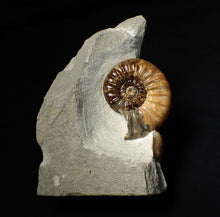 Load image into Gallery viewer, Colourful Asteroceras obtusum display ammonite fossil (58 mm)
