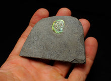 Load image into Gallery viewer, Juvenile green iridescent Caloceras display ammonite fossil 17mm
