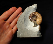 Load image into Gallery viewer, Colourful Asteroceras obtusum display ammonite fossil (58 mm)
