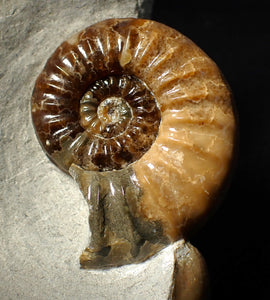 Colourful Asteroceras obtusum display ammonite fossil (58 mm)