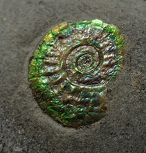 Load image into Gallery viewer, Juvenile green iridescent Caloceras display ammonite fossil 17mm

