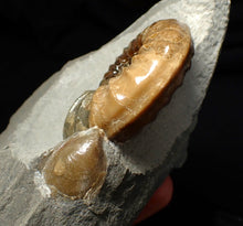 Load image into Gallery viewer, Colourful Asteroceras obtusum display ammonite fossil (58 mm)

