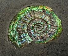 Load image into Gallery viewer, Juvenile green iridescent Caloceras display ammonite fossil 17mm
