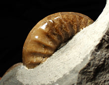 Load image into Gallery viewer, Colourful Asteroceras obtusum display ammonite fossil (58 mm)
