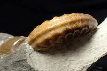 Load image into Gallery viewer, Colourful Asteroceras obtusum display ammonite fossil (58 mm)
