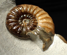 Load image into Gallery viewer, Colourful Asteroceras obtusum display ammonite fossil (58 mm)
