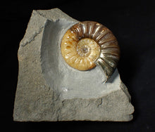 Load image into Gallery viewer, Asteroceras obtusum display ammonite fossil (70 mm)
