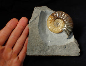 Asteroceras obtusum display ammonite fossil (70 mm)