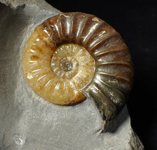 Load image into Gallery viewer, Asteroceras obtusum display ammonite fossil (70 mm)
