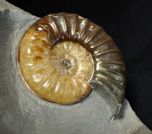 Load image into Gallery viewer, Asteroceras obtusum display ammonite fossil (70 mm)
