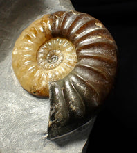 Load image into Gallery viewer, Asteroceras obtusum display ammonite fossil (70 mm)
