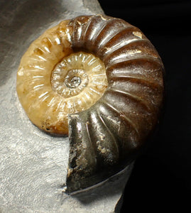 Asteroceras obtusum display ammonite fossil (70 mm)
