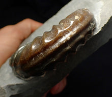 Load image into Gallery viewer, Asteroceras obtusum display ammonite fossil (70 mm)
