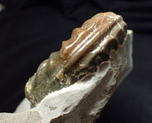 Load image into Gallery viewer, Asteroceras obtusum display ammonite fossil (70 mm)

