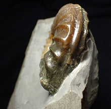 Load image into Gallery viewer, Asteroceras obtusum display ammonite fossil (70 mm)
